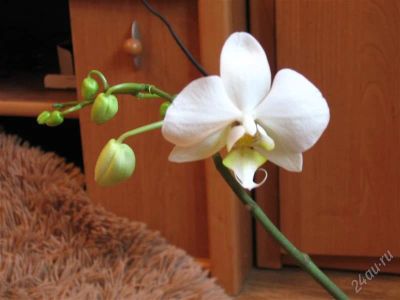 Лот: 1903503. Фото: 1. Продам орхидею фаленопсис 700р. Горшечные растения и комнатные цветы
