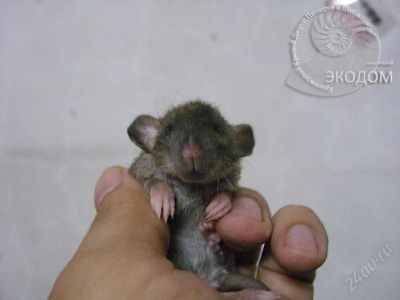 Лот: 97796. Фото: 1. Крысенок Тигра, порода дамбо-рекс... Остальные животные