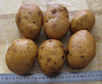 Лот: 9268334. Фото: 1. Вкусный картофель. Картофель