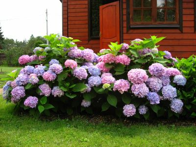 Лот: 9625000. Фото: 1. Почвосмесь (чернозем+перегной... Удобрения, химия