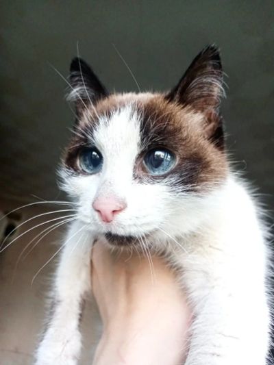 Лот: 18048948. Фото: 1. Кошечка с космическими глазками. Кошки, котята