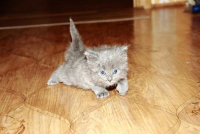 Лот: 3330381. Фото: 1. Хороший котенок в хорошие руки. Кошки, котята