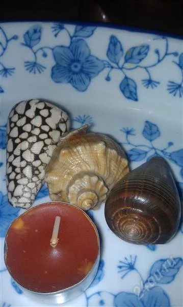 Лот: 2279703. Фото: 1. ракушки. Сувенирные мелочи