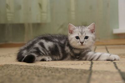 Лот: 3644265. Фото: 1. Серебристый мраморный британчик... Кошки, котята