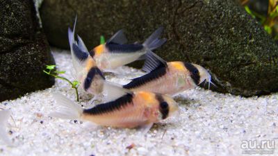 Лот: 17791163. Фото: 1. Сомик Коридорас Адольфа (Corydoras... Рыбки