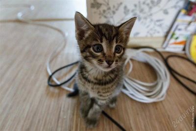 Лот: 2142344. Фото: 1. Котик для хороших хозяев. Кошки, котята