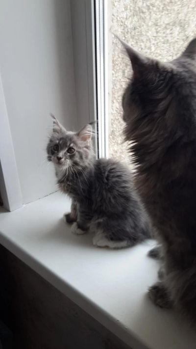 Лот: 9100622. Фото: 1. Девочка Мейн-кун. Кошки, котята