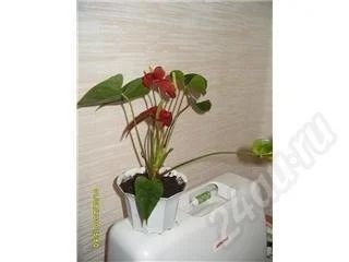 Лот: 450152. Фото: 1. Антуриум. Горшечные растения и комнатные цветы
