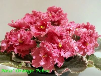 Лот: 11950296. Фото: 1. "Ness' Orange Pekoe" (оранжевый... Горшечные растения и комнатные цветы