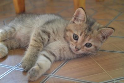 Лот: 5999881. Фото: 1. симпатичная кошечка прямоухая... Кошки, котята