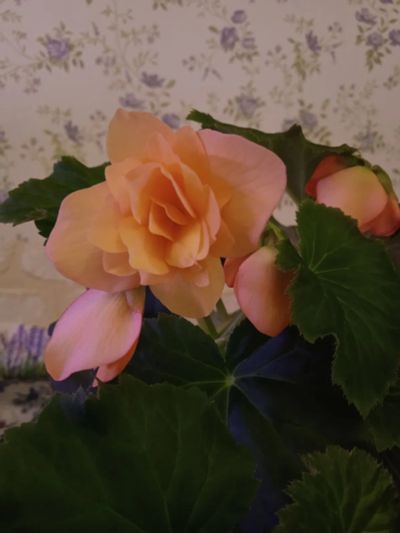 Бегония Элатиор Solenia Dark Pink