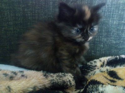 Лот: 4140980. Фото: 1. Кошечка в добрые руки. Кошки, котята