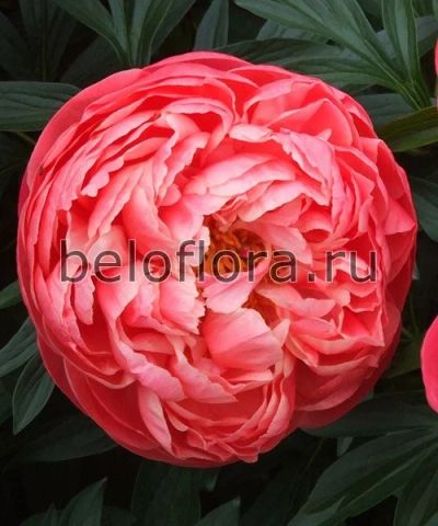 Лот: 15768876. Фото: 1. Пион Coral Charm, цена за 1 корневище. Садовые цветы