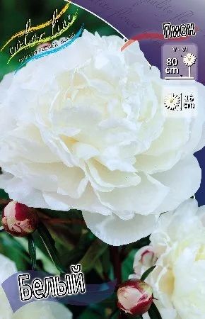 Лот: 11562795. Фото: 1. Пион white (Белый). Садовые цветы
