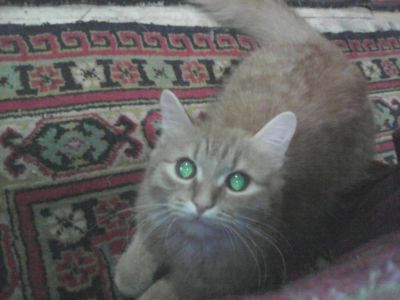 Лот: 4902311. Фото: 1. Срочно отдам рыжую кошечку. Кошки, котята