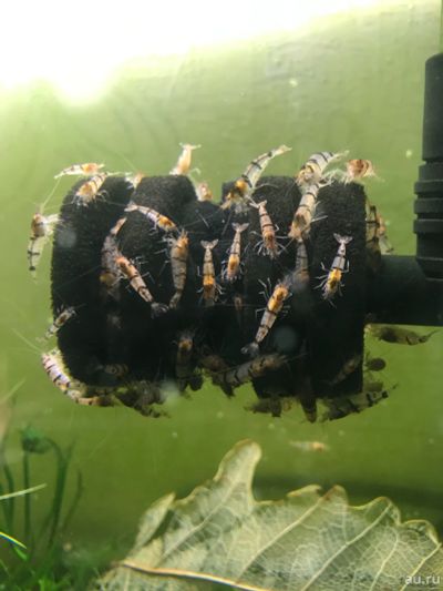 Лот: 16869901. Фото: 1. Креветка тигр Енот / Caridina... Моллюски, ракообразные, кораллы