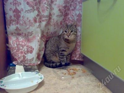 Лот: 734321. Фото: 1. Юный котик-охотник ищет семью!. Остальные животные