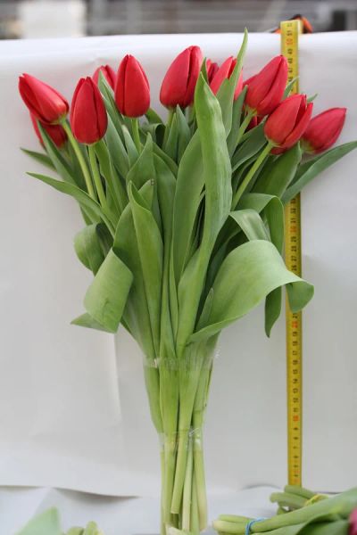 Лот: 3617091. Фото: 1. Тюльпаны к 8 МАРТА! Крупный и... Другое (готовый бизнес)