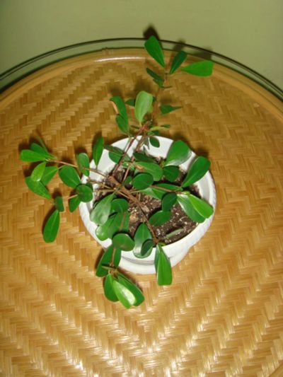 Лот: 8226928. Фото: 1. Фикус Язычковый. Горшечные растения и комнатные цветы