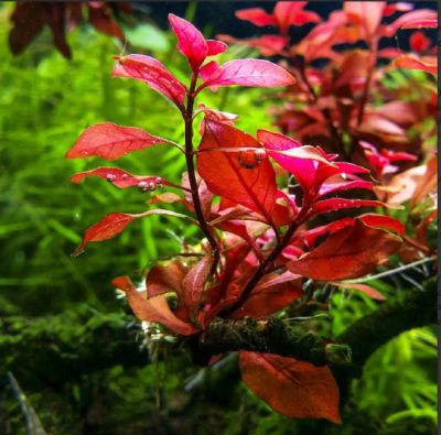 Лот: 11913699. Фото: 1. Людвигия супер Ред (Ludwigia natans... Водные растения