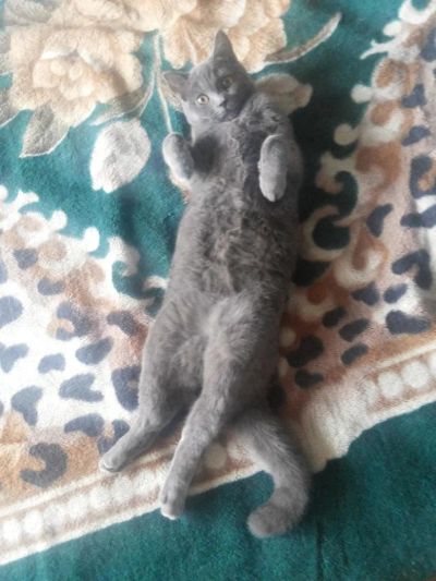 Лот: 7818302. Фото: 1. Британский котик. Кошки, котята