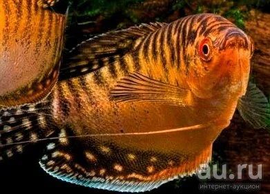 Лот: 11848427. Фото: 1. Гурами продам. Рыбки