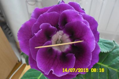 Лот: 7705637. Фото: 1. глоксиния фиолетовая махровая... Горшечные растения и комнатные цветы