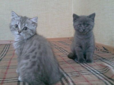 Лот: 3057375. Фото: 1. Мраморные очаровашки от британской... Кошки, котята