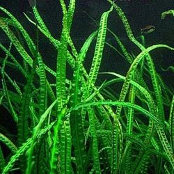 Лот: 6500580. Фото: 1. Криптокорина балансе (Cryptocoryne... Водные растения