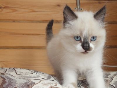 Лот: 9451436. Фото: 1. Очаровательные котята. Кошки, котята