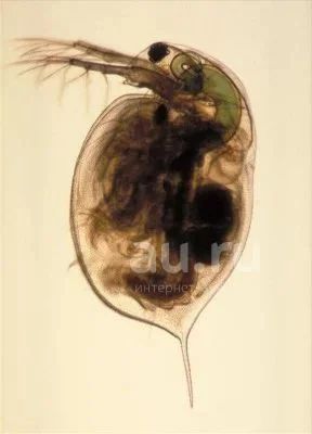 Лот: 19161722. Фото: 1. Моина - «живородка» или "шариковая... Корма