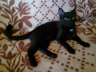 Лот: 4853746. Фото: 1. Отдам котейку. Кошки, котята
