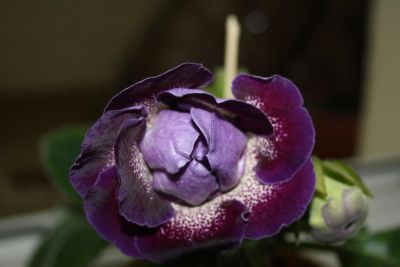 Лот: 4172668. Фото: 1. Глоксиния (цена за цветущее растение... Горшечные растения и комнатные цветы