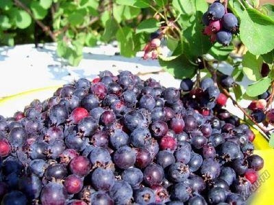 Лот: 5859214. Фото: 1. Продам ягоду иргу от 5 литров... Ягоды, орехи