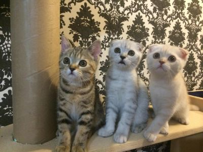 Лот: 4454255. Фото: 1. Шотландский котенок с документами. Кошки, котята