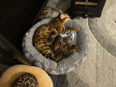 Лот: 20861630. Фото: 1. Бенгальские котята. Кошки, котята