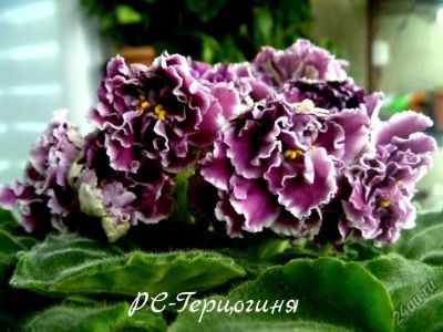 Лот: 5208354. Фото: 1. Фиалка сортовая РС-Герцогиня... Горшечные растения и комнатные цветы