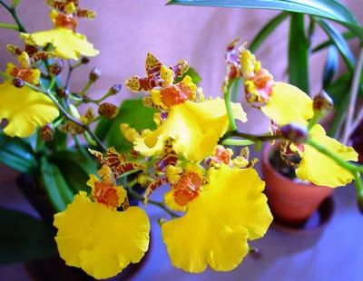 Лот: 4965105. Фото: 1. Орхидея Онцидиум сорт "Танцующая... Горшечные растения и комнатные цветы