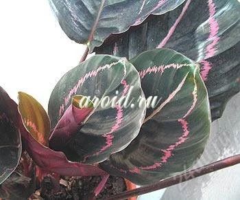 Лот: 963637. Фото: 1. Калатея 'Dottie' (Calathea 'Dottie... Горшечные растения и комнатные цветы