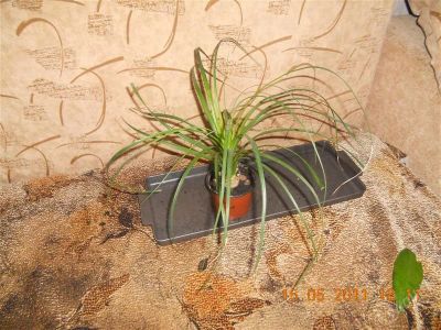 Лот: 1144517. Фото: 1. нолина. Горшечные растения и комнатные цветы