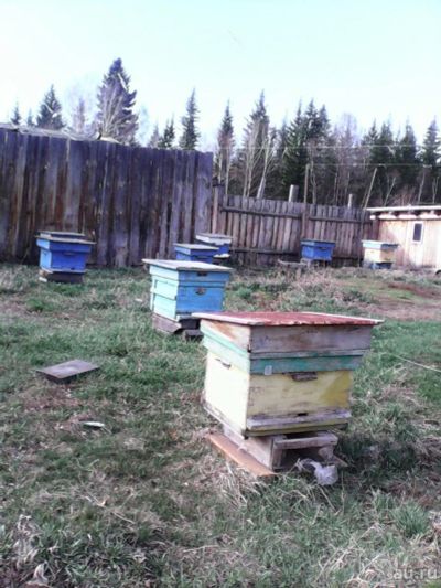 Лот: 13724439. Фото: 1. Пчелы с ульями. Пчеловодство