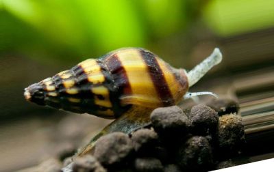 Лот: 16543857. Фото: 1. Хелена улитка. Моллюски, ракообразные, кораллы