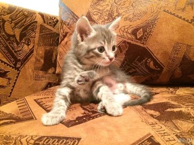 Лот: 10780656. Фото: 1. Котята даром!. Кошки, котята