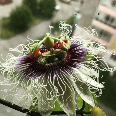 Лот: 6699810. Фото: 1. Passiflora Edulis (Пассифлора... Горшечные растения и комнатные цветы