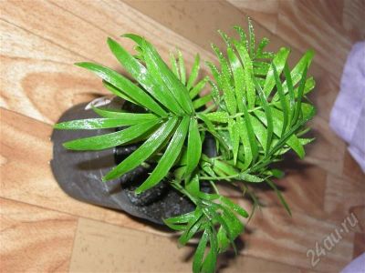 Лот: 250573. Фото: 1. хамедорея 2. Горшечные растения и комнатные цветы