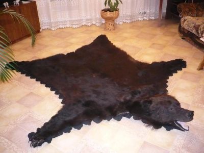 Лот: 9243. Фото: 1. Шкура медведя. Разное