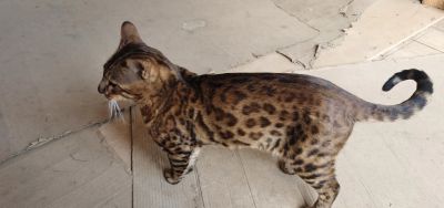 Лот: 20330858. Фото: 1. Бенгальский кот. Кошки, котята