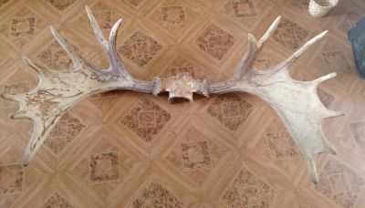 Лот: 10786914. Фото: 1. Рога. Чучела животных, рога, шкуры