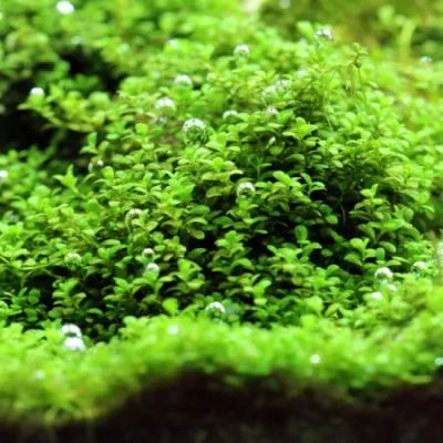 Лот: 25415947. Фото: 1. Хемиантус Куба - Hemianthus callitrichoides... Водные растения