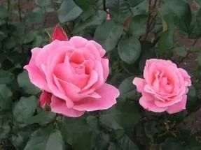 Лот: 9406069. Фото: 1. Роза садовая Европа. Садовые цветы